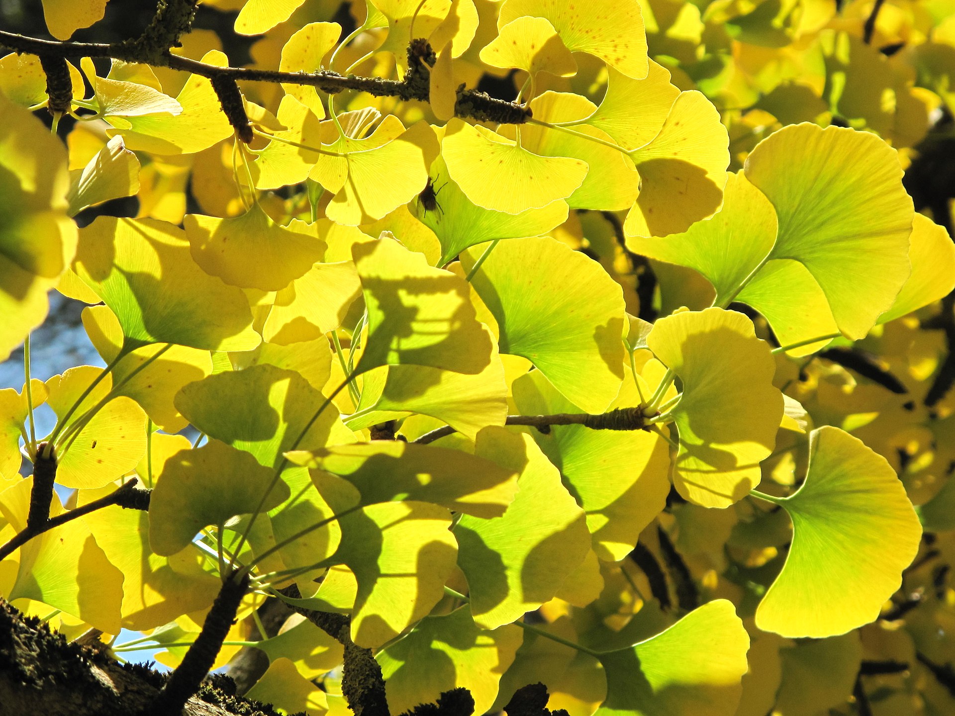 Leaves and branches of ginkgo with yellow leaves in the parc de l'Aulnay of Vaires-sur-Marne, France