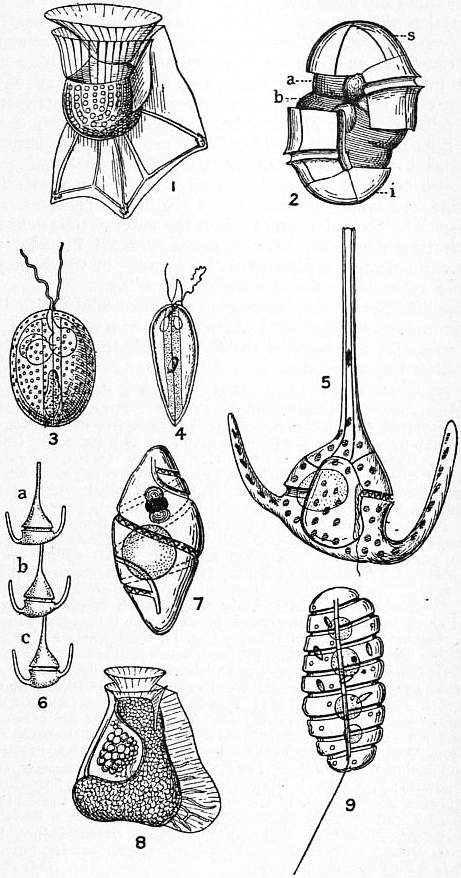 1. Ornitoceras. 2. Diagrama de fisión transversal de un Dinoflagelado. 3. Exuviaeella. 4. Prorocentrum. 5, 6. Ceratium, sencillo y serie. 7. Pouchetia fusus. 8. Citharistes. 9. Políkrikos.