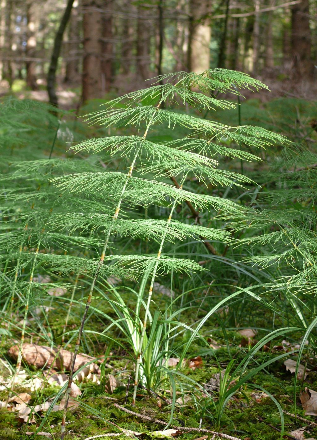 Horsetails in the wild