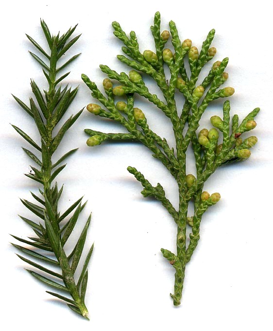 Detalle de brotes de Juniperus chinensis, con hojas juveniles (en forma de aguja) (izquierda), y hojas escamosas adultas y conos machos inmaduros (derecha)