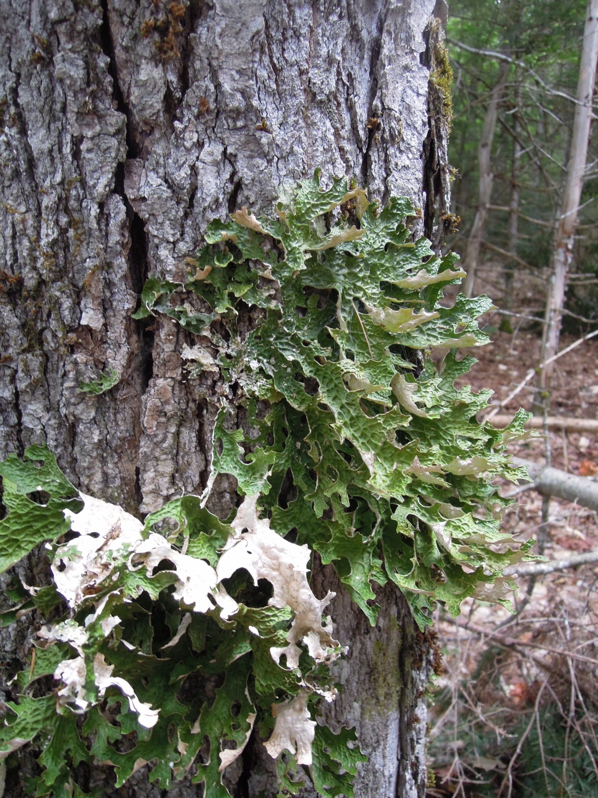 La corteza de un árbol con crecimiento de liquen verde lungwort, que parece un racimo de hojas.