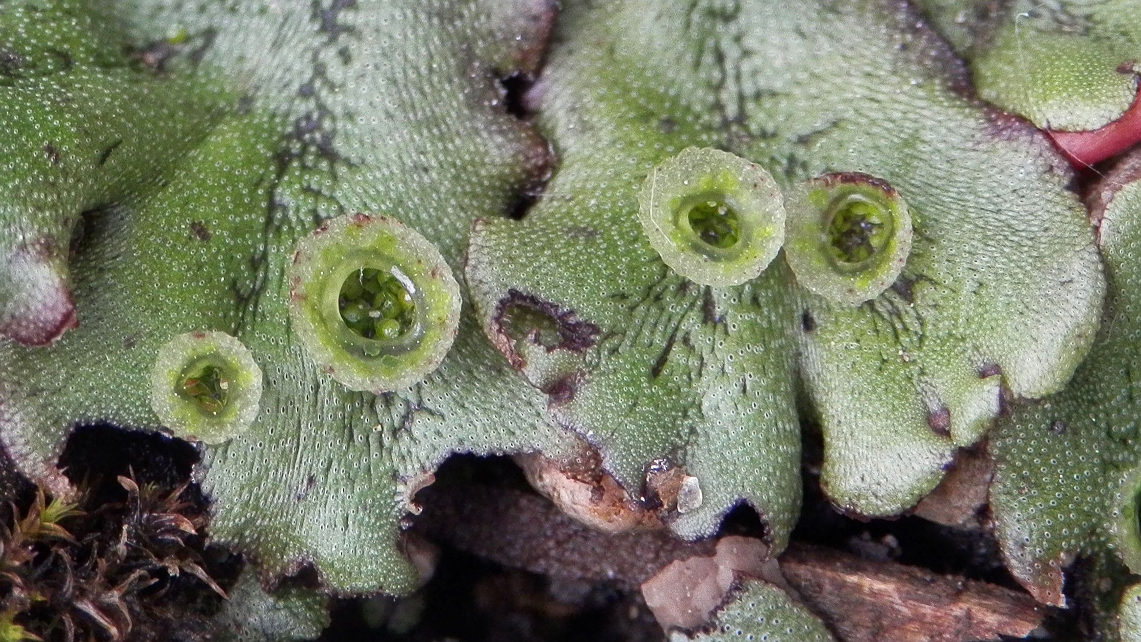 a close up of the liverwort leaves showing the 'splash cups' used for reproduction