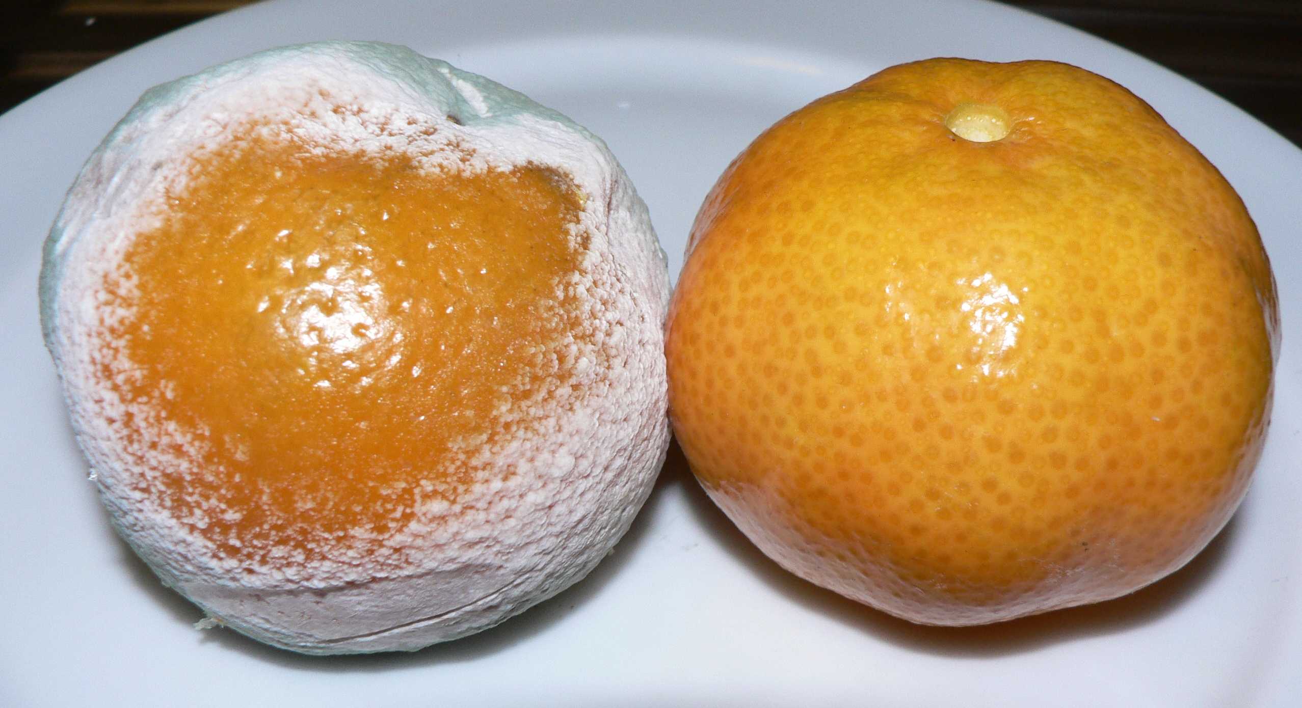 two tangerines, one covered with white and green mold