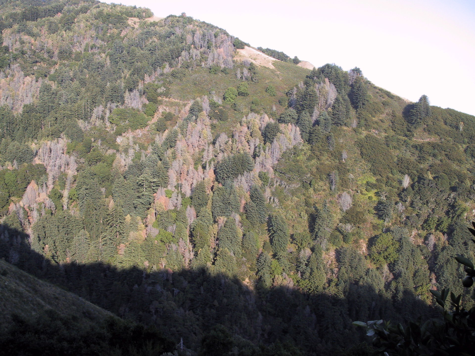 a photo of a hillside covered in trees, showing stripes of dead trees diagonal down the hill