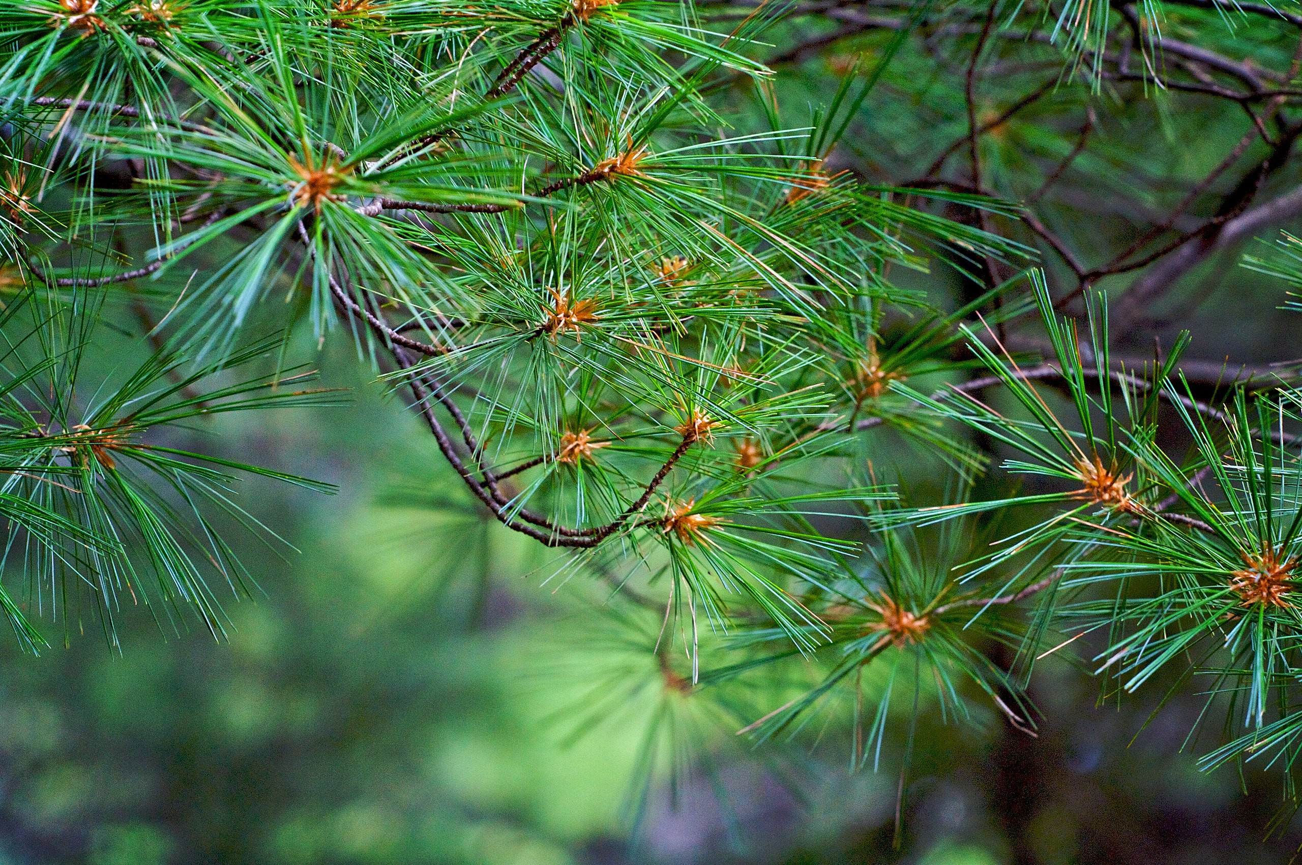 the end of a pine branch, showing long needles extending out of the branch ends