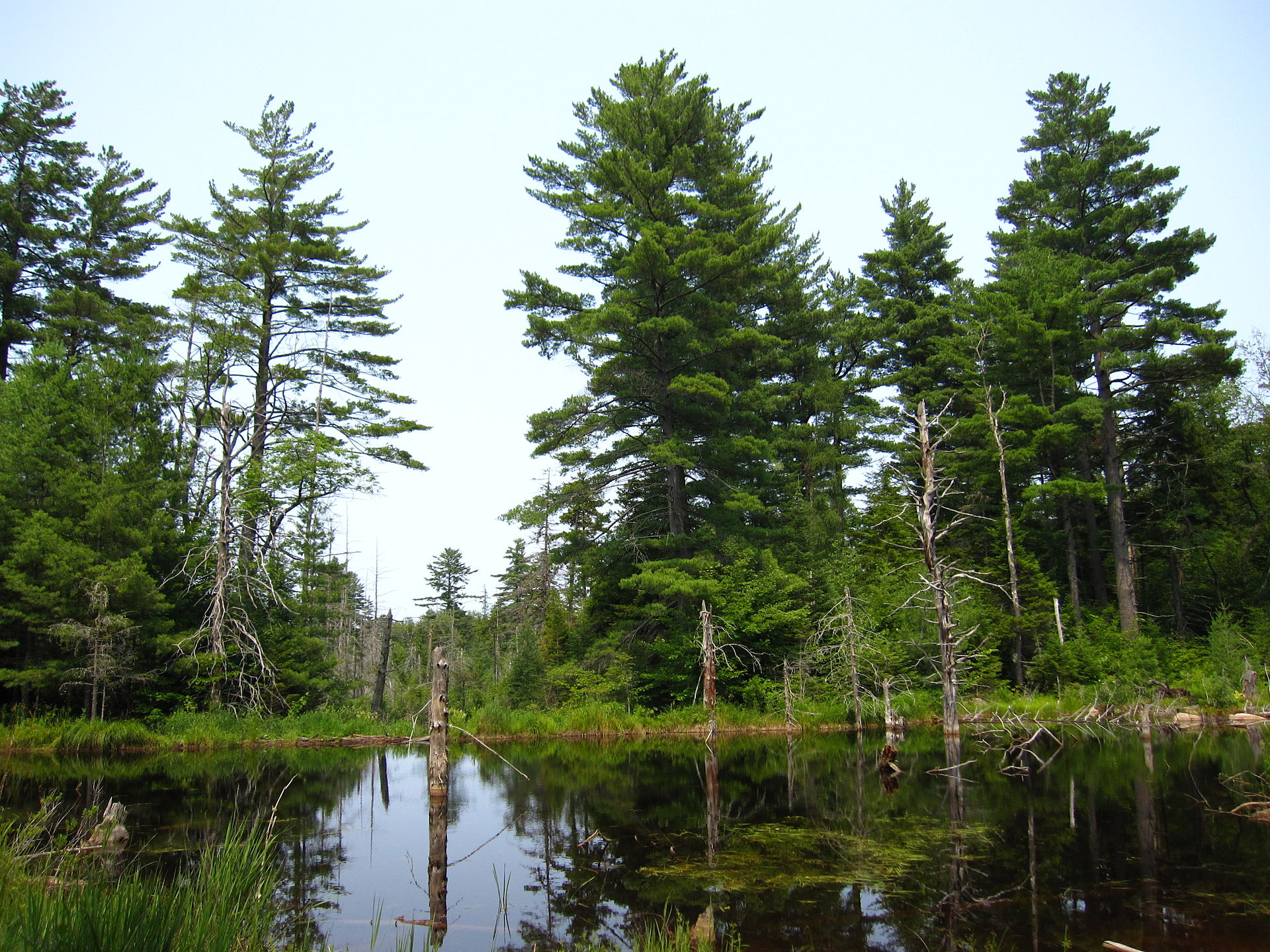 un estanque con árboles muertos emergiendo del agua y pinos en la orilla