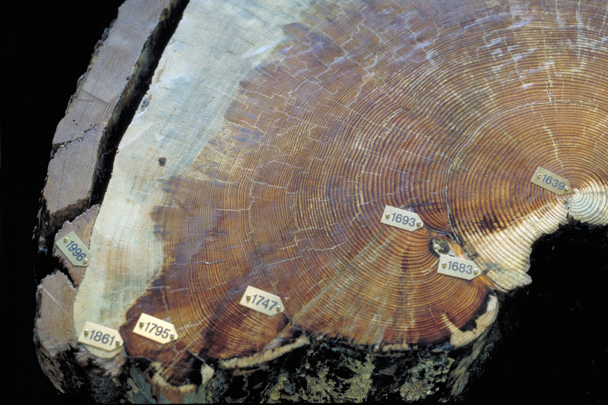 The cross section of a pinus ponderosa trunk with rings labeled from the center out: 1639, 1683, 1693, 1747, 1795, 1861, 1996