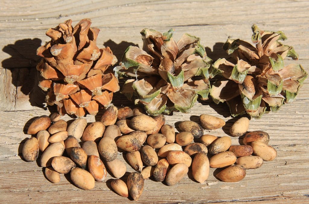 Three pinyon cones next to a handful of pine nuts