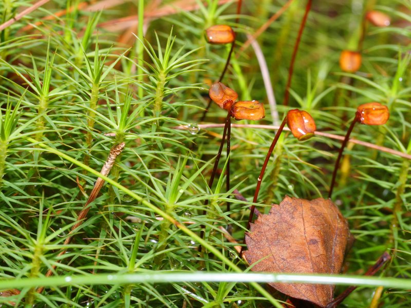 close up of the stems and pointed leaves of the haircap moss and the capsule that releases spores.