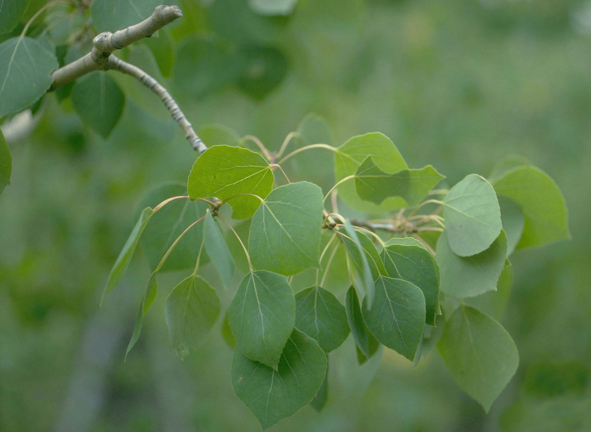 High definition photo of the branch of a tree with tear-shaped bright green leaves