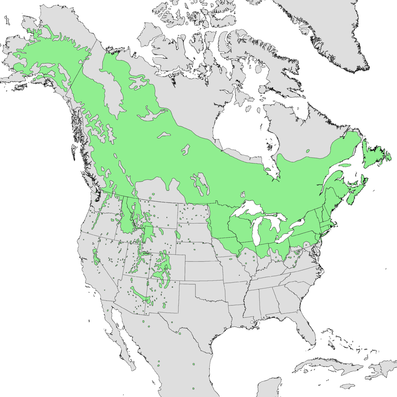 A map showing the range of Populus temuloides in green, it mainly grows in Canada and North Eastern US and Alaska, but there are pockets of growth in Western US and Mexico