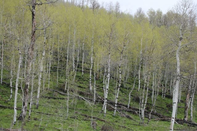 A forest of Aspen trees with white bark with black sections and each growing yellow-green foliage