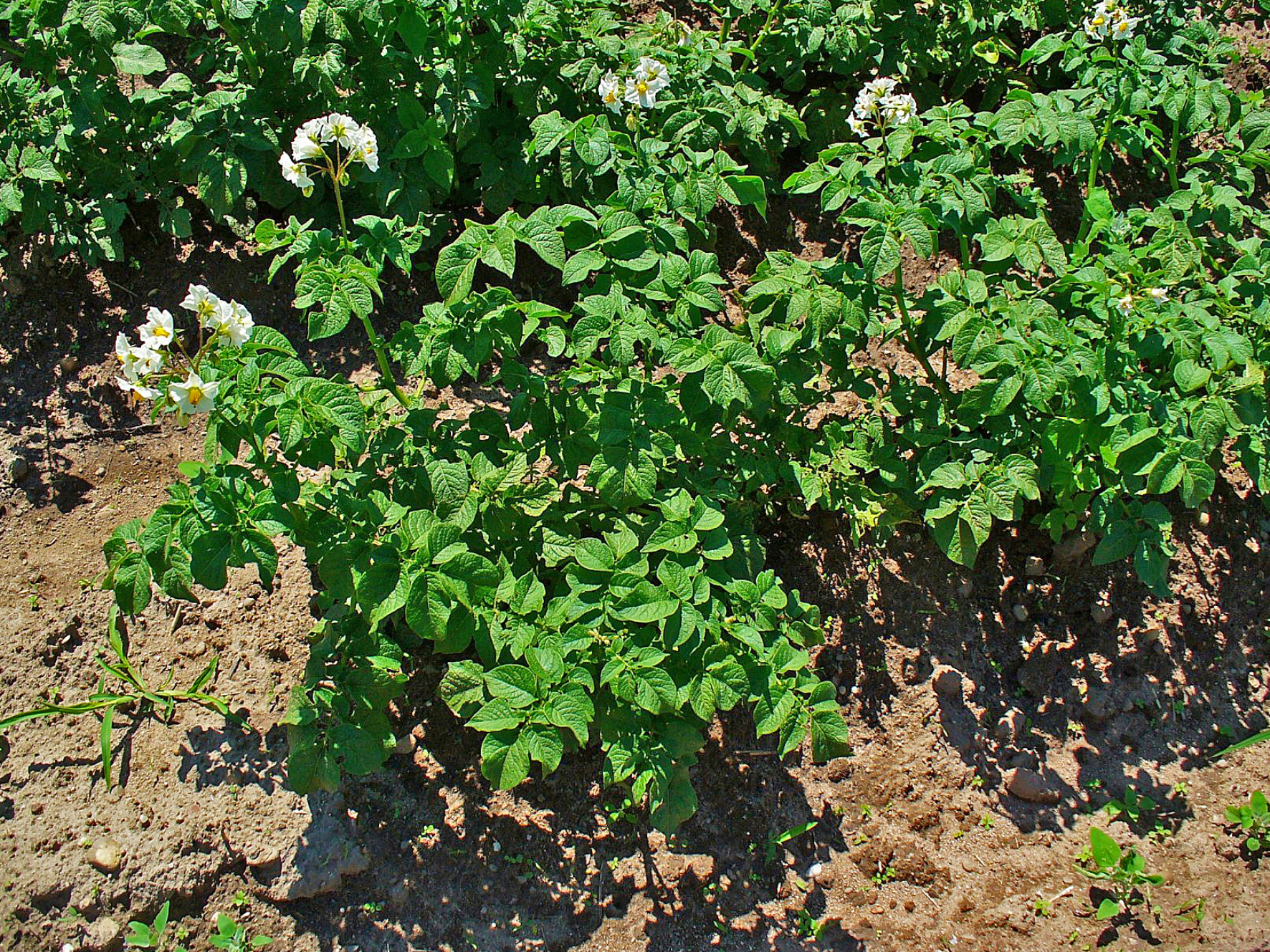 Potato plants & blossoms in a garden