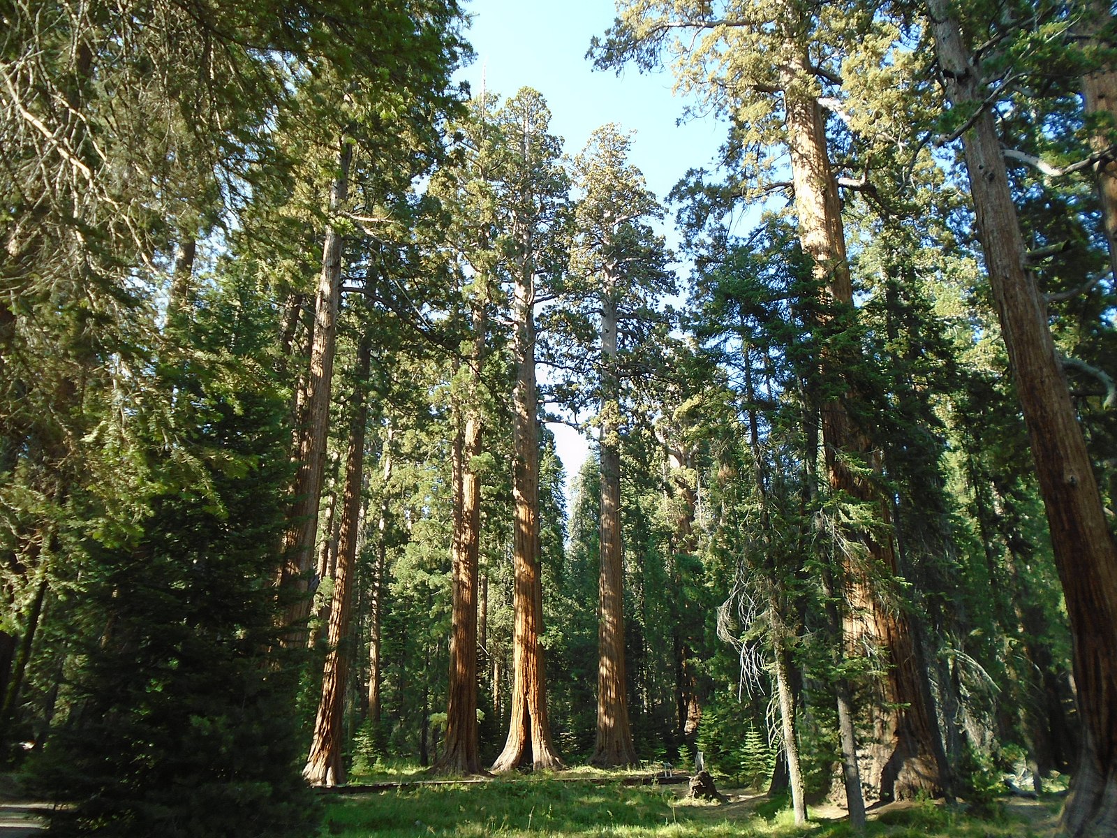 una imagen de un bosque de madera roja durante el día