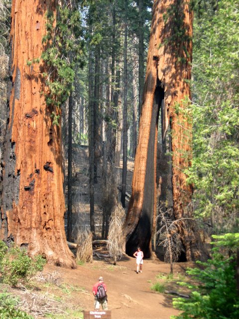 the closepin tree has two separated trunks. this picture shows a woman standing underneath a tree that is over 5 stories tall.