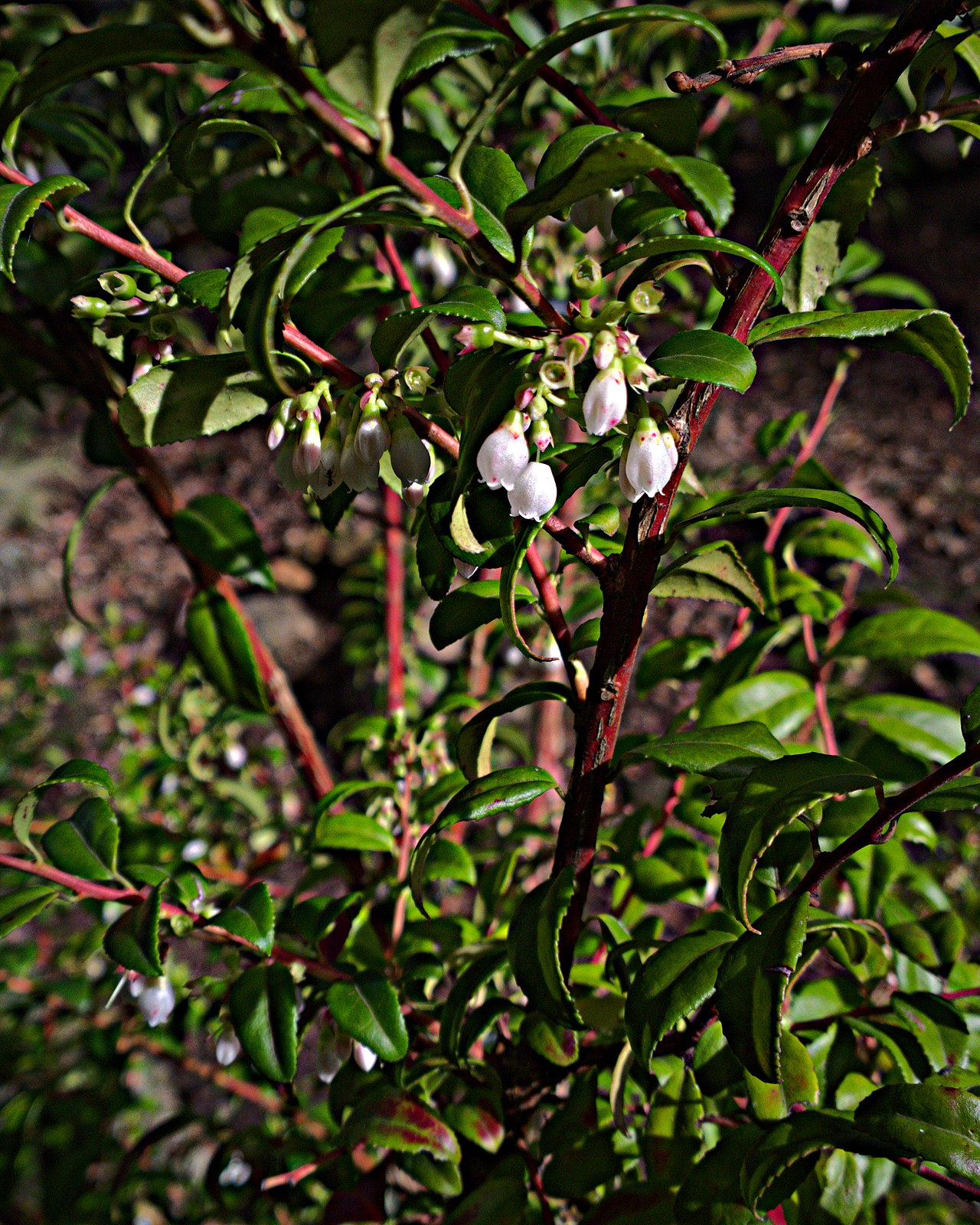 a shrub with reddish branches and small green leaves. the picture shows pale blossoms that droop downwards.