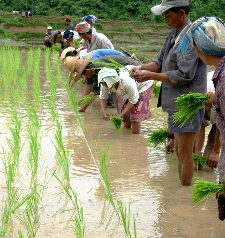 workers in a rice paddy are planting
