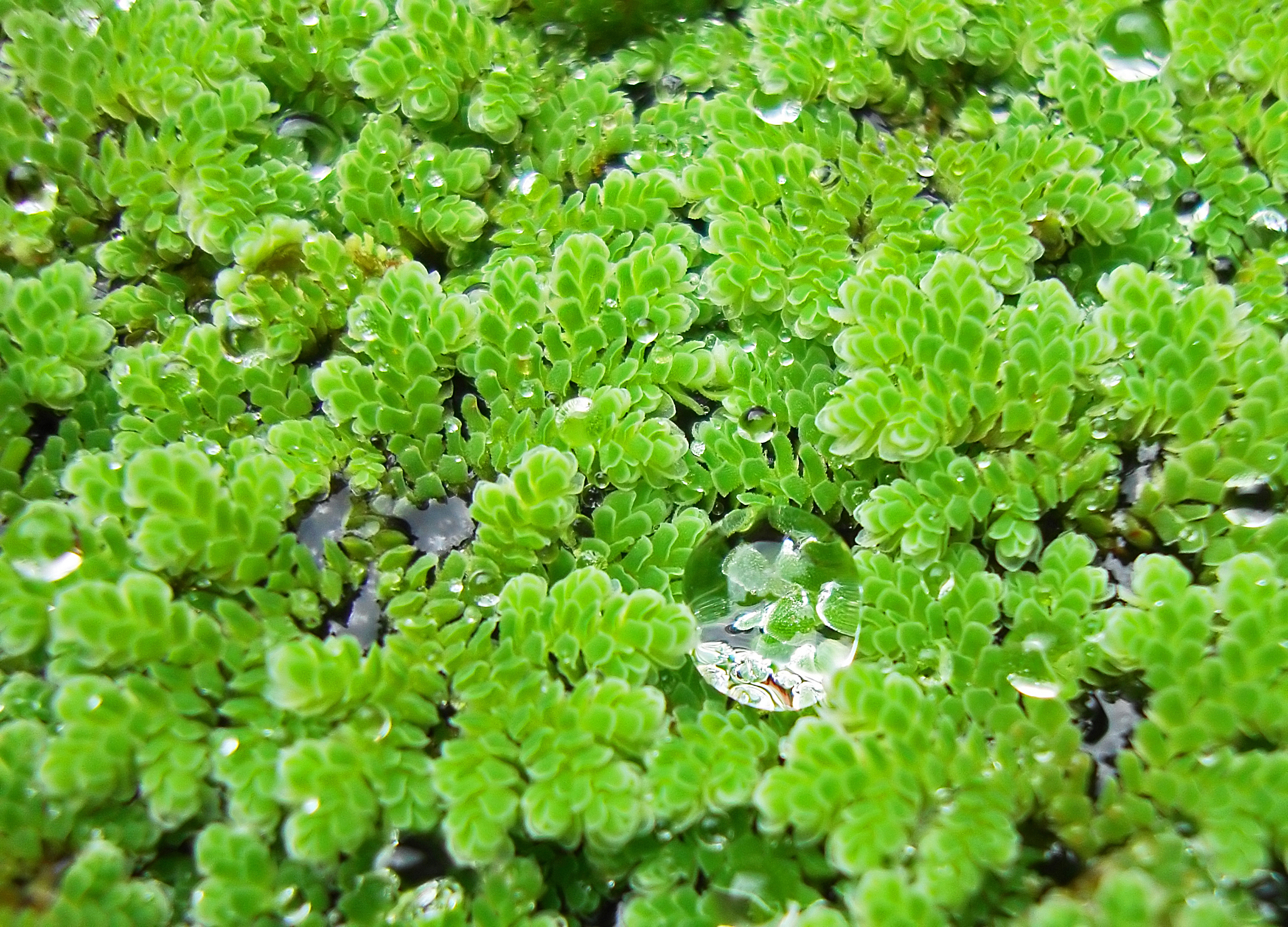 a close up of the small floating fern, Azolla, with water droplets on the surface