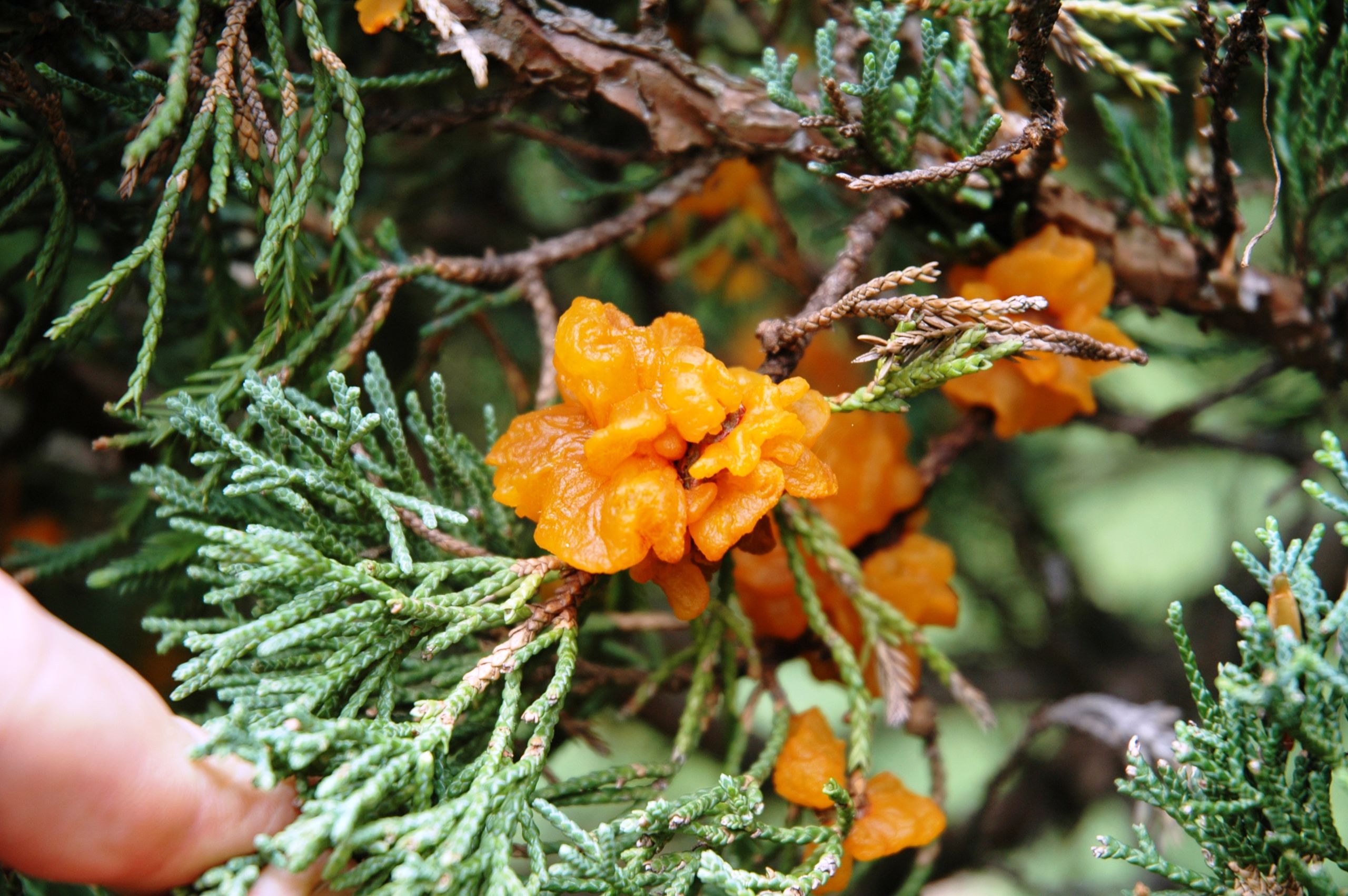 close up of apple rust, which looks almost flowery, on a cedar twig