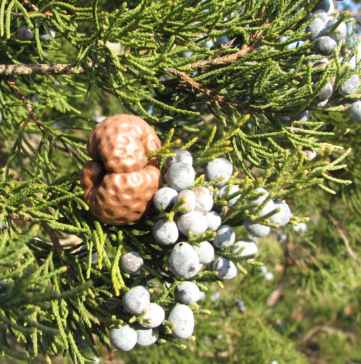 la agalla latente en el cedro es marrón y se eleva por encima y por debajo de la rama y tiene la textura muy parecida a una pelota de golf