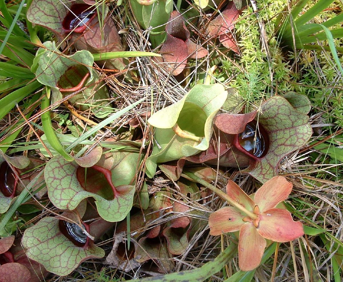 A plant of Sarracenia Purpurea grows in the grass, it has several green flower heads with purple veins