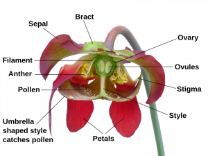 un diagrama que etiqueta diferentes secciones de la flor de Sarracenia, incluyendo sépalo, bráctea, ovario, óvulos, estigma, estilo (que tiene forma de paraguas para atrapar polen), pétalos, polen, antera y filamento