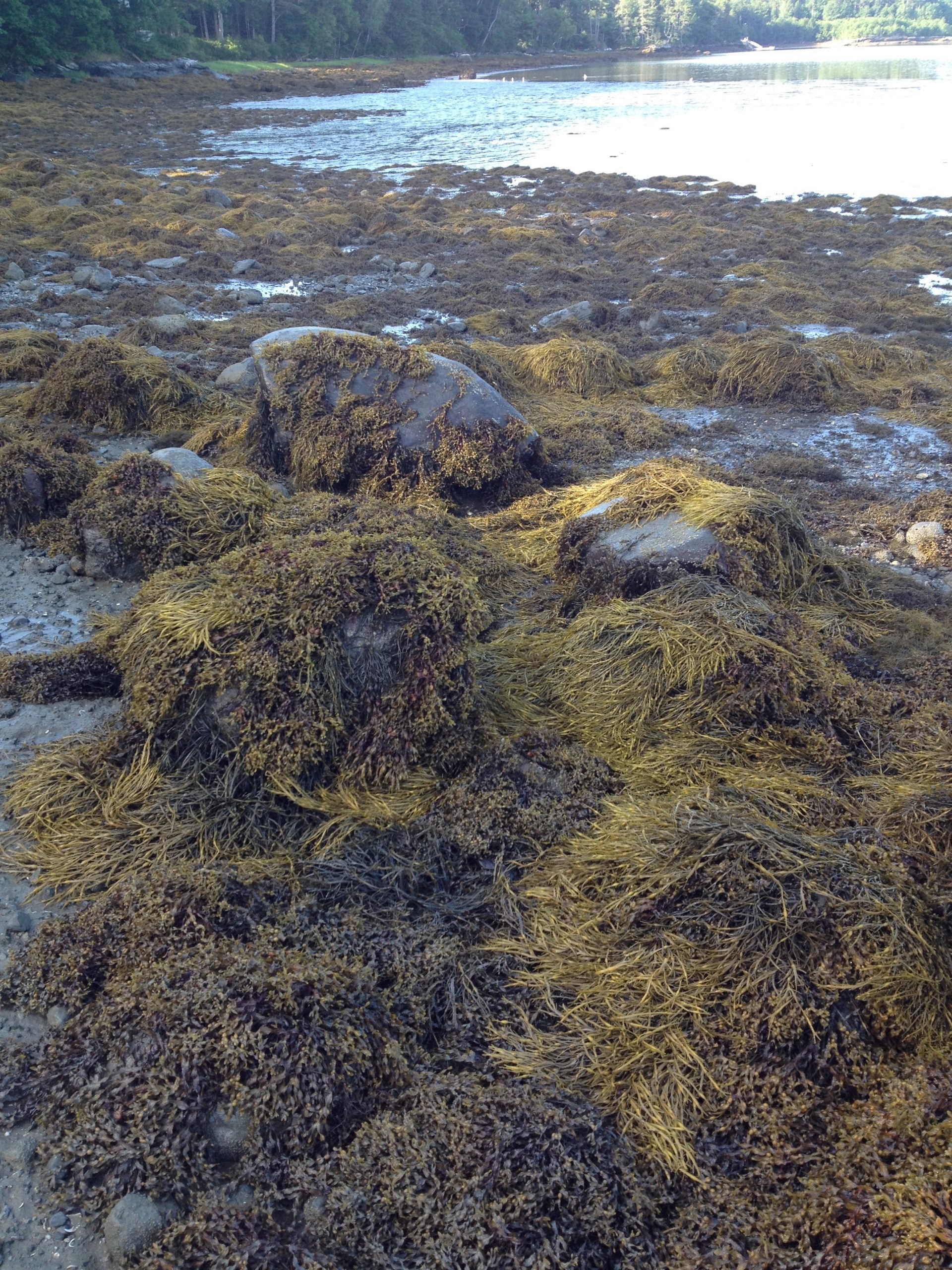 seaweed along the shore of the ocean