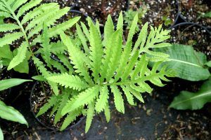 A closeup of a potted sterile sensitive fern, with pinnatfid yellow-green fronds
