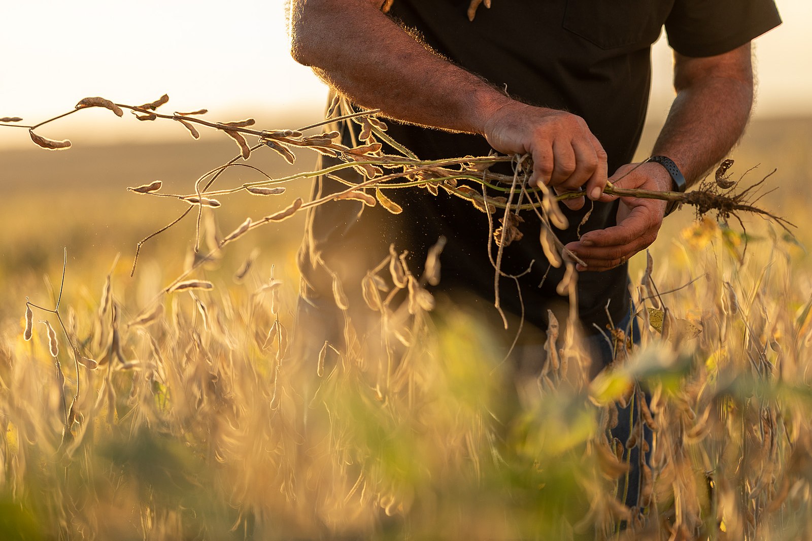 a farmer inspects a soybean plant