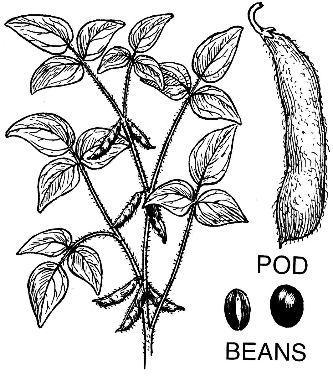 a drawing of the soybean plant, pod and beans