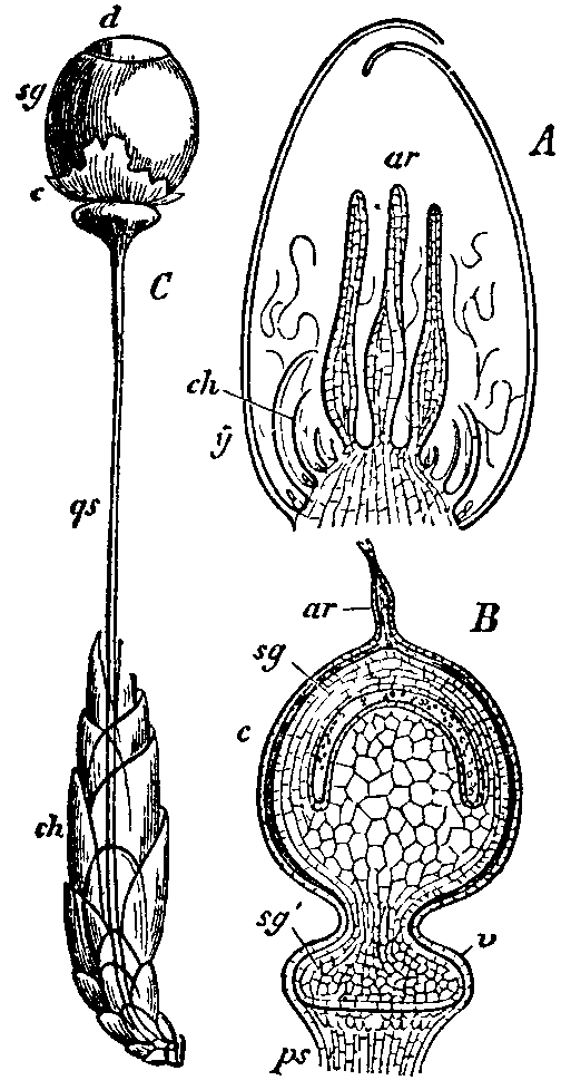 A diagram of Sphagnum sporophyte development