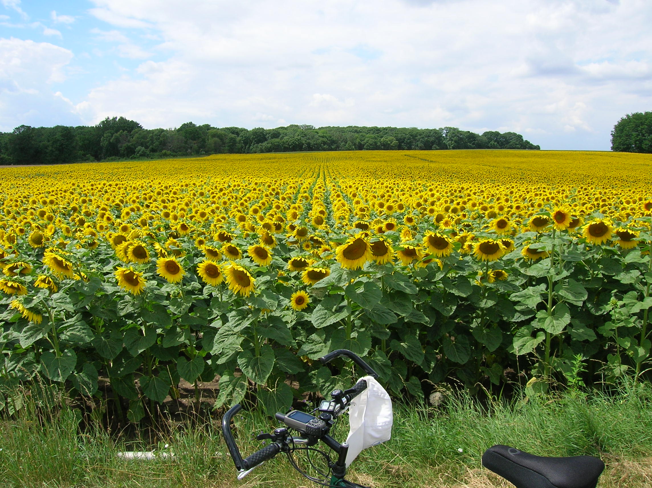 A photo of a large field of sunflowers with a bike parked in front of them