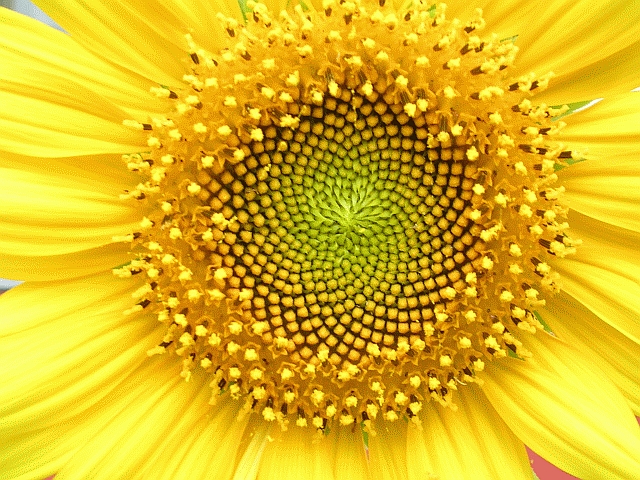 A closeup of a sunflower 's center whorl, displaying the florets arranged in a natural Fibonacci sequence
