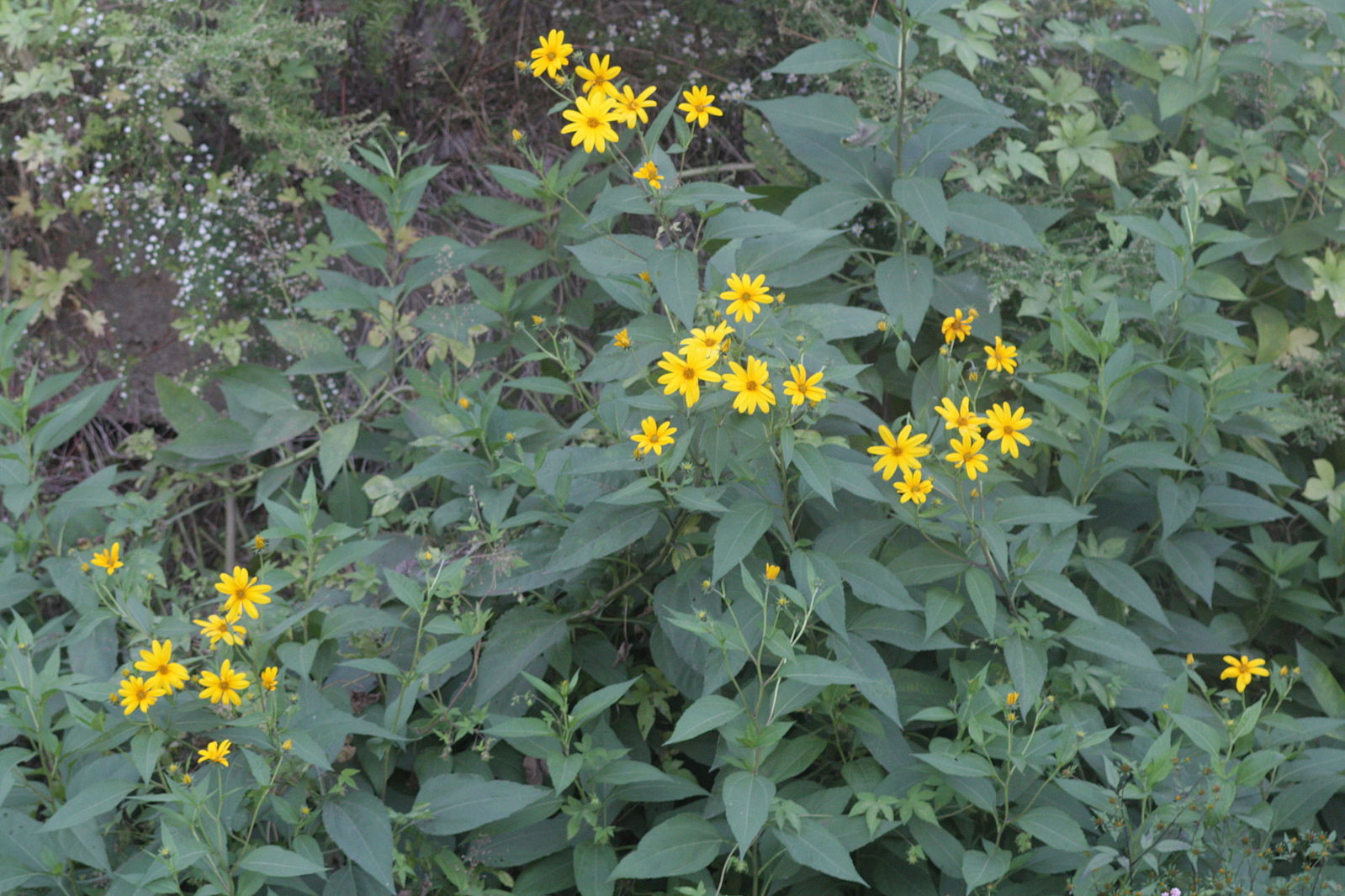 A plant of Jerusalem artichoke, there are many dark green leaves with a rough, hairy texture, and groups of the small yellow flowers