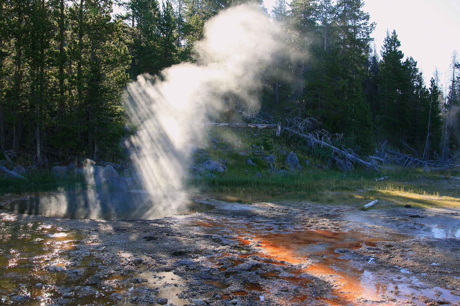 A photo of steam being released from a hot spring, the steam is iluminated by sunlight coming in through the evergreen trees in the forest