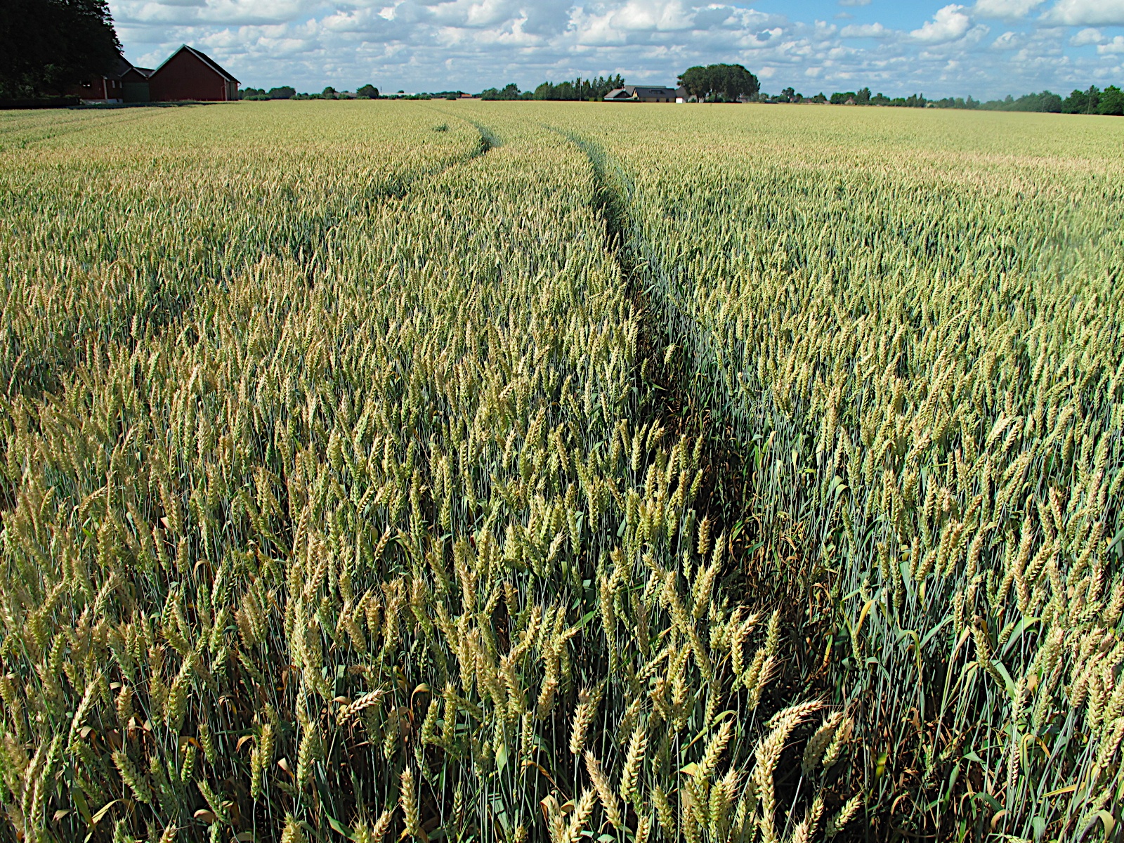 A large field of wheat; there are paths where the wheat has not been planted, in the background there is a house
