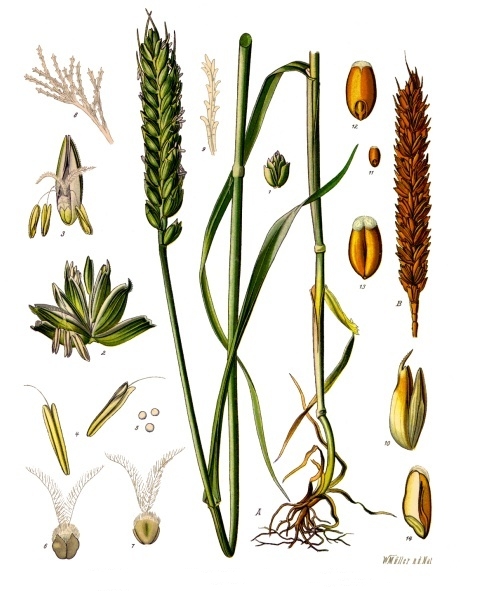 An illustration of the different parts of wheat, seeds, the shoot, roots, and others in different states of development