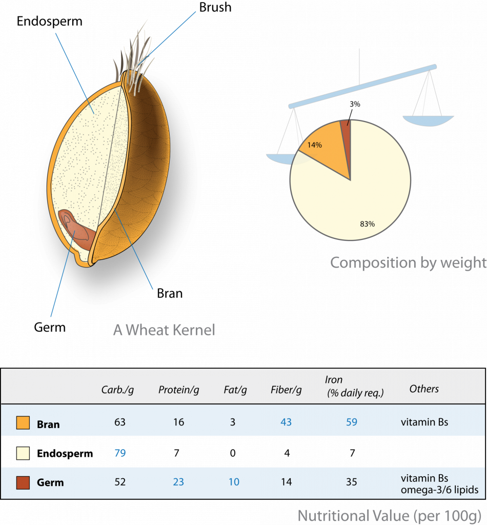 A diagram of a wheat kernel; a pie chart showing composition by weight (endosperm making up the majority); and a graph showing the nutritional value of the bran, endosperm, and germ.