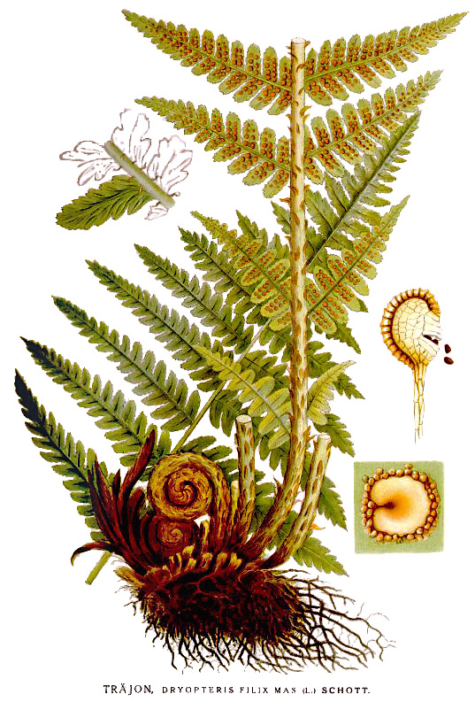 Illustration of a fern showing details of the spores