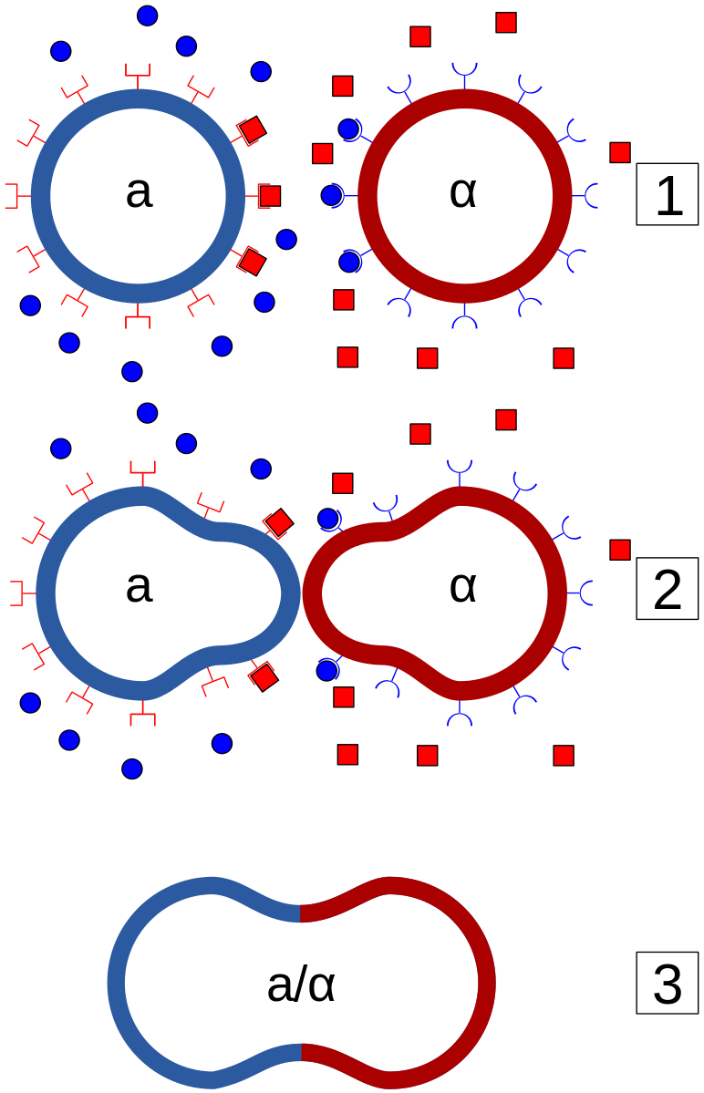 An drawing that exemplifies two haploid yeast cells of opposite mating groups; then the two cells grow toward one another stretching their sides; then the two cells have merged together making an odd ovular shape with a depression in the middle