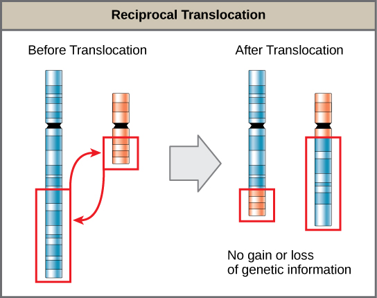 The illustration shows a reciprocal translocation, in which DNA is transferred from one chromosome to another. No genetic information is gained or lost in the process.