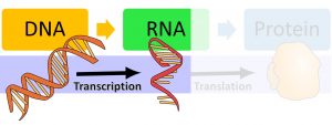 DNA makes RNA via transcription and then makes protein via translation. The image highlights that DNA is transcribed into RNA.