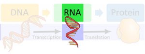 DNA makes RNA via transcription and then makes protein via translation. The image highlights RNA.