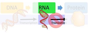 DNA makes RNA via transcription and then makes protein via translation. The image highlights that regulation after the RNA is made can prevent translation from occuring.