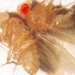 Photo shows two fruit flies, one with red eyes and one with white eyes.