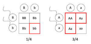 Two Punnett squares, one for gene B and one for gene A.