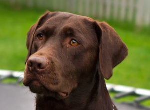 A photo of a chocolate Labrador Retriever.