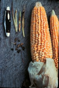 Maize is a product of artificial selection by human. A comparison of maize’s ancestor teosinte (Zea mays ssp. parviglumis) and maize (Zea mays).
