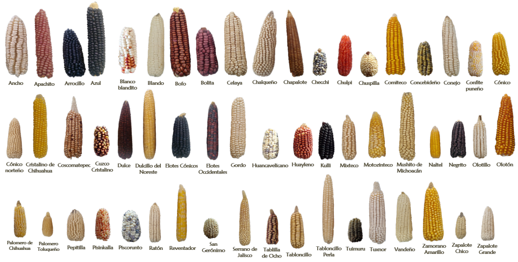 Examples of some of the 59 native Mexican maize landraces.