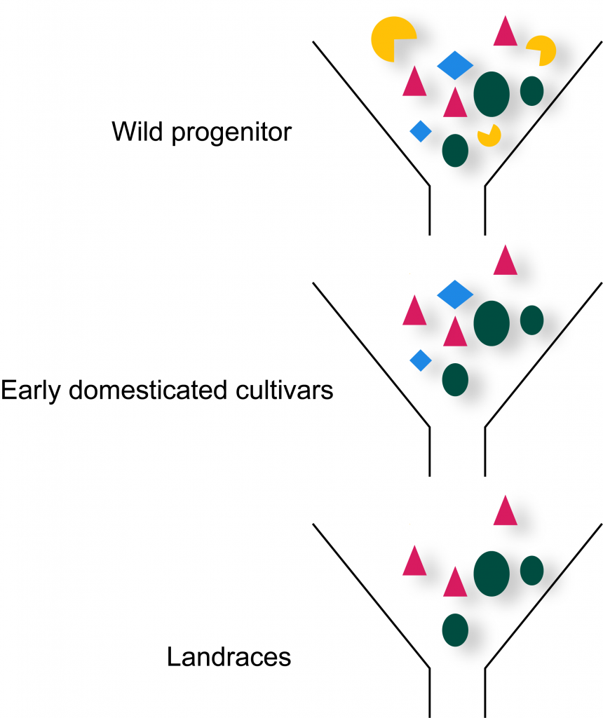 Loss of gene pool during crop domestication due to artificial selection.